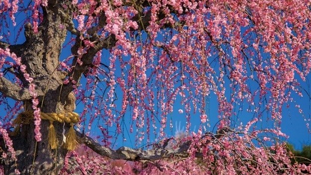 Chiêm ngưỡng những bông hoa nở rực rỡ, phủ kín hai cây mận già nhất Nhật Bản