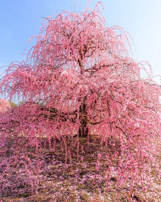 Từ cuối tháng 2 đến giữa tháng 3, rừng mận Suzuka (Suzuka Forest Garden) nườm nượp người du Xuân, ngắm cảnh mỗi ngày, đúng dịp hoa ở đây bung nở. Trong đó, hai cây mận được xem là lâu đời nhất Nhật Bản, tính tới nay đã hơn 100 năm tuổi, là tâm điểm của khu vườn. Chúng được đặt tên lần lượt: Thiên Long (ảnh) và Địa Long.