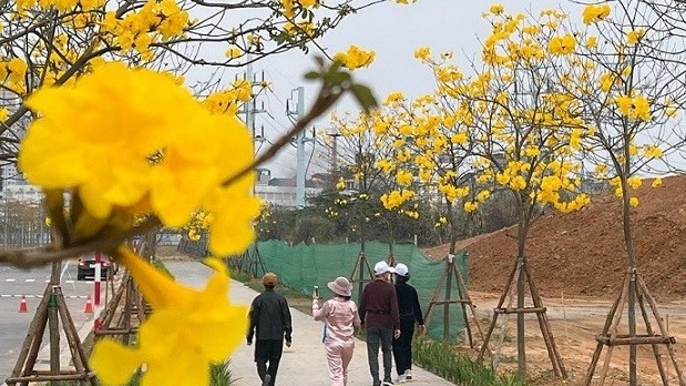 Hoa phong linh nhuộm vàng cả góc phố Hà Nội, thu hút đông đảo người dân đến check-in