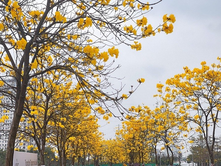 Hoa phong linh nhuộm vàng cả góc phố Hà Nội, thu hút đông đảo người dân đến check-in.