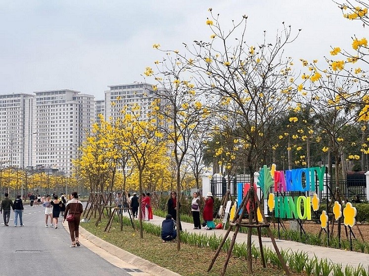 Hoa phong linh nhuộm vàng cả góc phố Hà Nội, thu hút đông đảo người dân đến check-in.