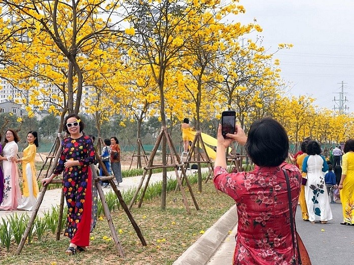 Hoa phong linh nhuộm vàng cả góc phố Hà Nội, thu hút đông đảo người dân đến check-in. Hoa phong linh nhuộm vàng cả góc phố Hà Nội, thu hút đông đảo người dân đến check-in.