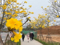 Hoa phong linh nhuộm vàng cả góc phố Hà Nội, thu hút đông đảo người dân đến check-in