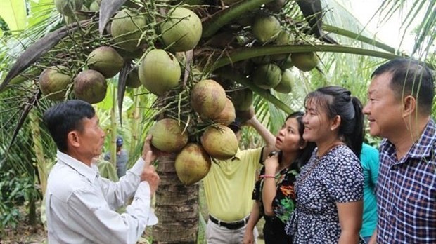 Vietnam targets coconut product exports of 1 billion USD