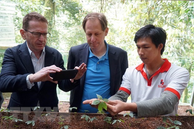 Foreign experts inspect Ngoc Linh ginseng cultivation in Quang Nam