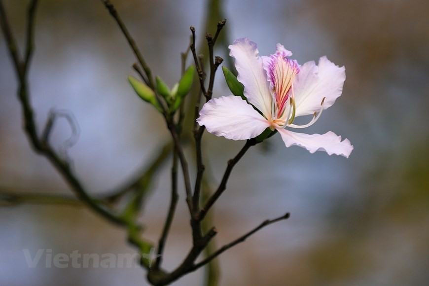 Hanoi bedecked in bauhinia flowers