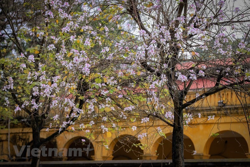 Hanoi bedecked in bauhinia flowers