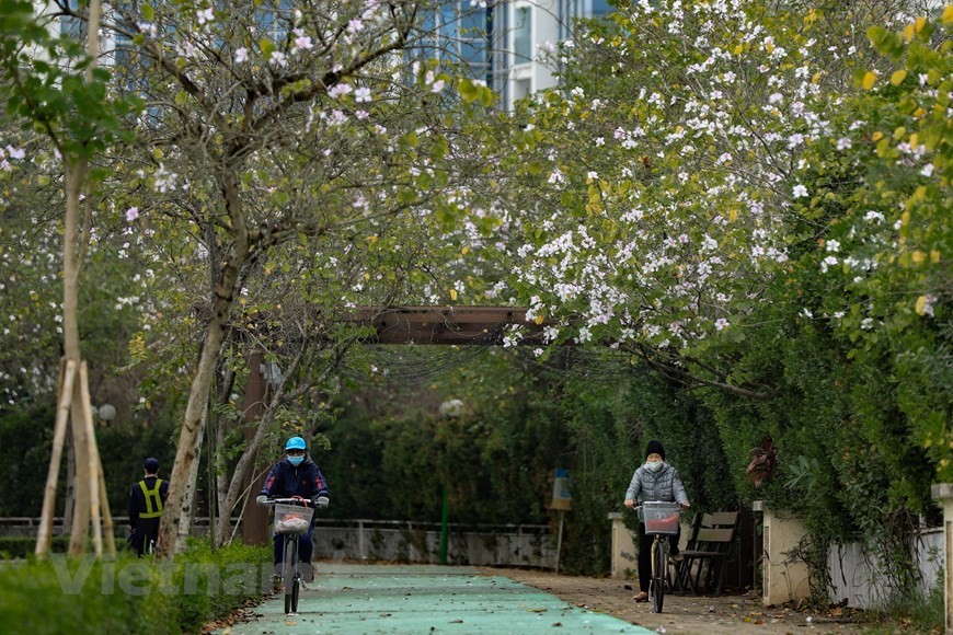 Hanoi bedecked in bauhinia flowers Hanoi bedecked in bauhinia flowers