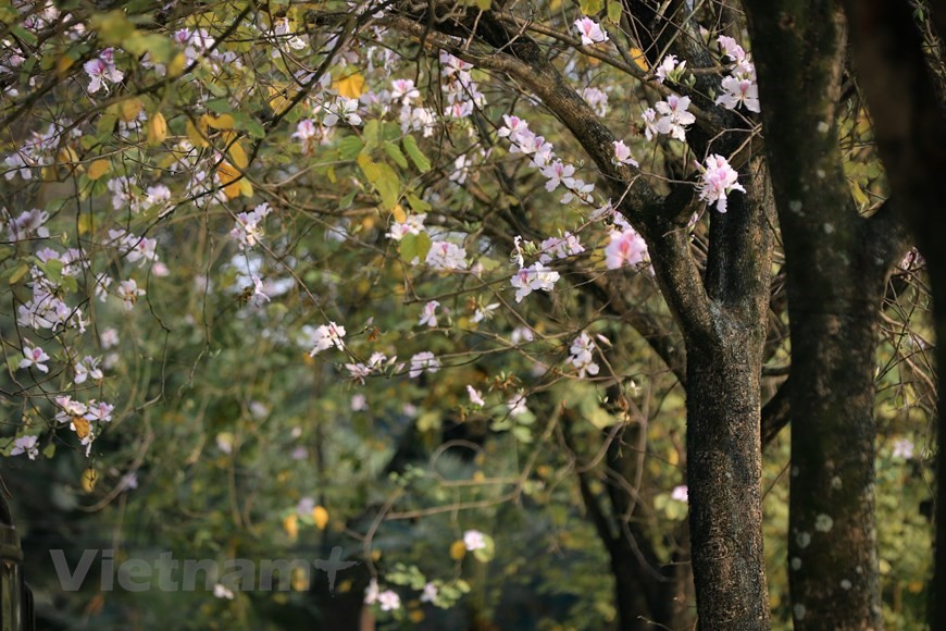 Hanoi bedecked in bauhinia flowers Hanoi bedecked in bauhinia flowers