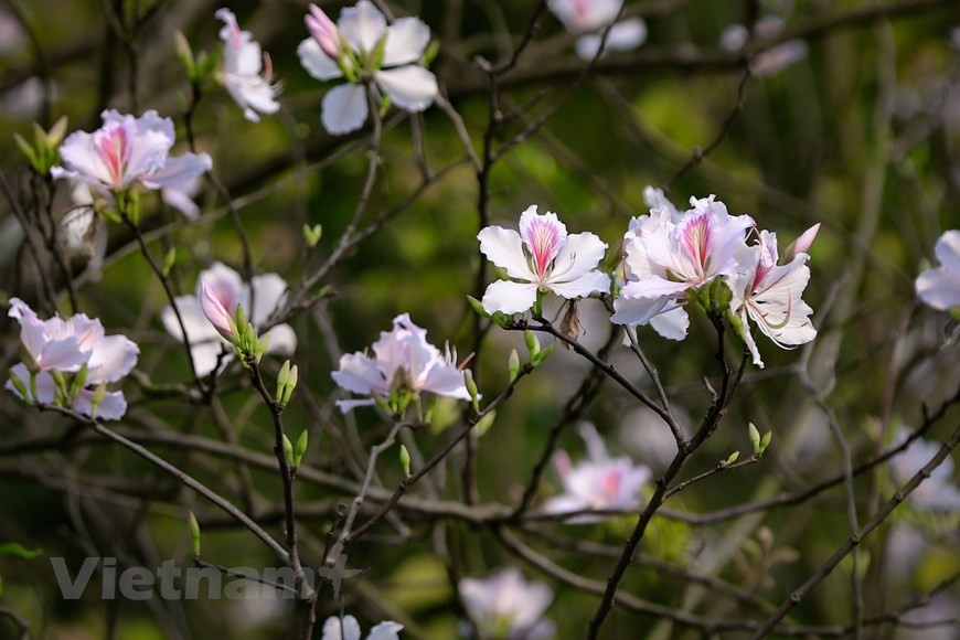 Hanoi bedecked in bauhinia flowers Hanoi bedecked in bauhinia flowers
