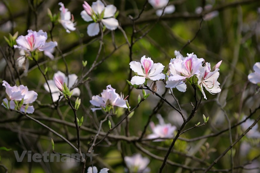 Hanoi bedecked in bauhinia flowers