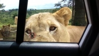Nam Phi: Sư tử bất ngờ mở cửa xe ô tô nhưng không nguy hiểm cho khách tham quan công viên