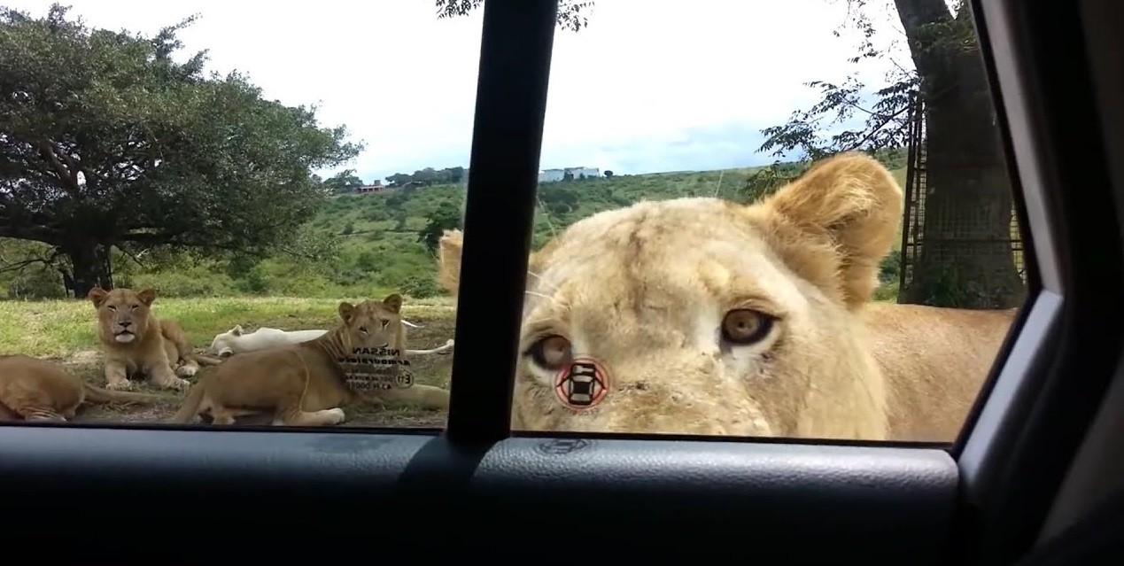 Nam Phi: Sư tử bất ngờ mở cửa xe ô tô nhưng không nguy hiểm cho khách tham quan công viên