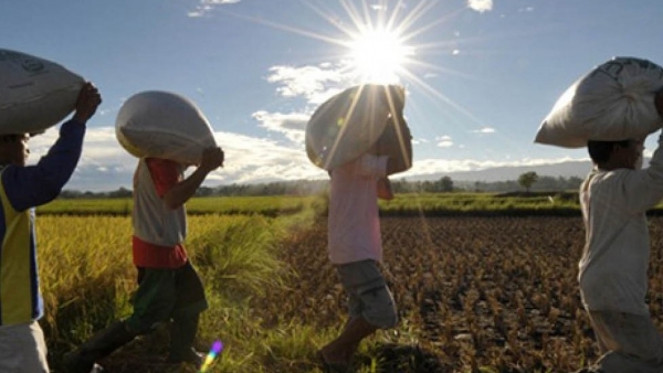 An ninh lương thực ASEAN: Bài toán khó nhưng có nhiều cách giải