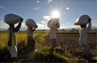 An ninh lương thực ASEAN: Bài toán khó nhưng có nhiều cách giải