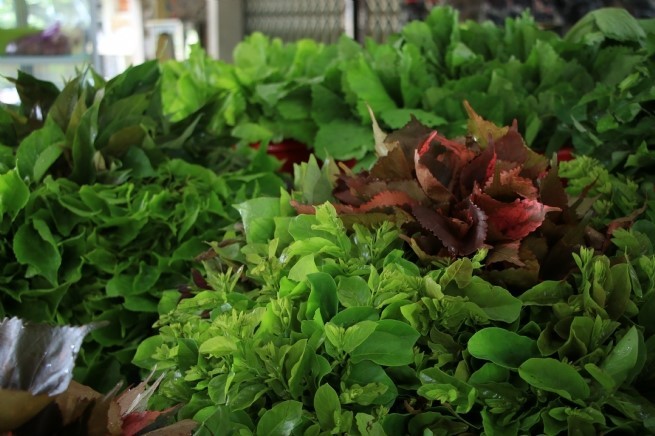 Copperleaf is one of the most popular wild vegetables