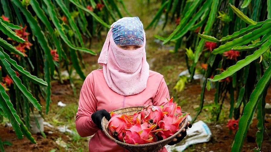 Một loại trái cây 'tỷ USD' của Việt Nam gặp khó
