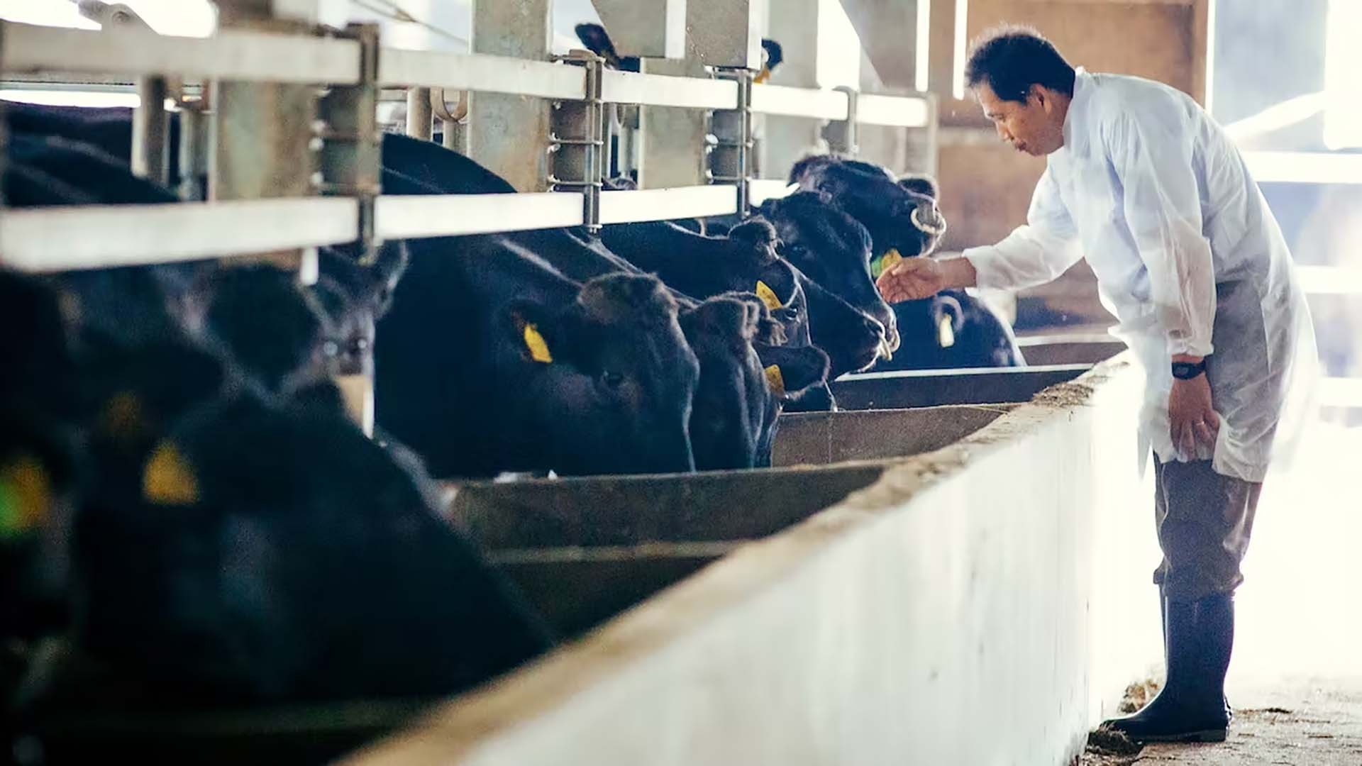 Nhật Bản: Giảm khí thải nhà kính bắt đầu từ trang trại bò