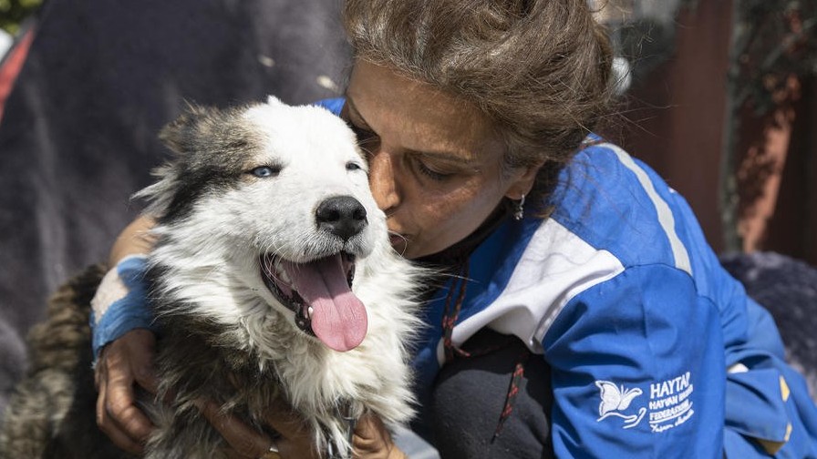 Động đất ở Thổ Nhĩ Kỳ: Chú chó sống sót thần kỳ sau 23 ngày dưới đống đổ nát và không ăn uống