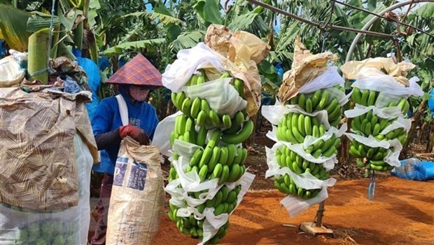 Brand building, area codes for farm products exported to China required: MARD
