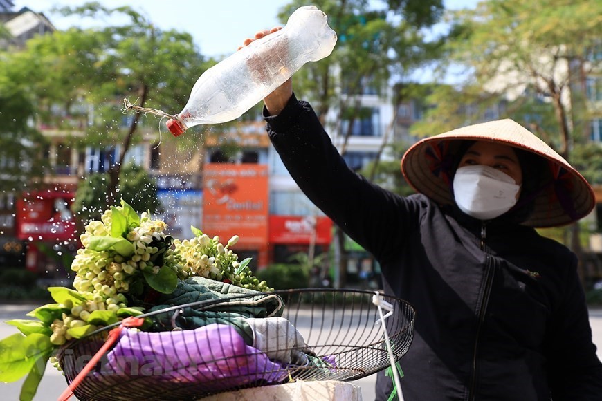 Aroma of pomelo flowers spreading around Hanoi streets