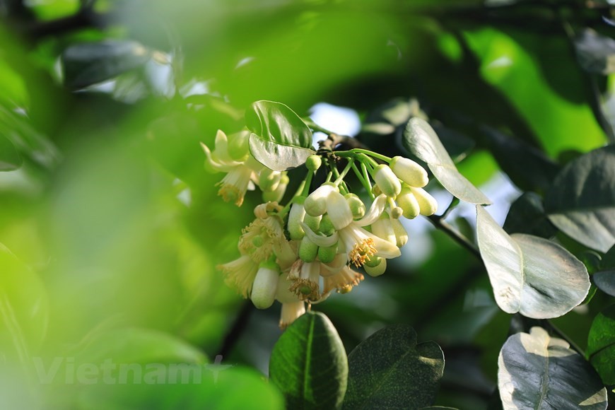 Aroma of pomelo flowers spreading around Hanoi streets