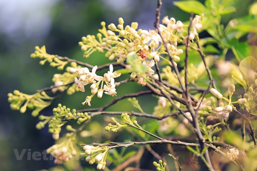 Aroma of pomelo flowers spreading around Hanoi streets Aroma of pomelo flowers spreading around Hanoi streets
