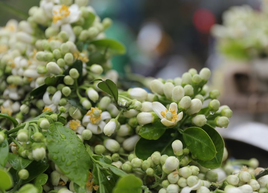 Aroma of pomelo flowers spreading around Hanoi streets