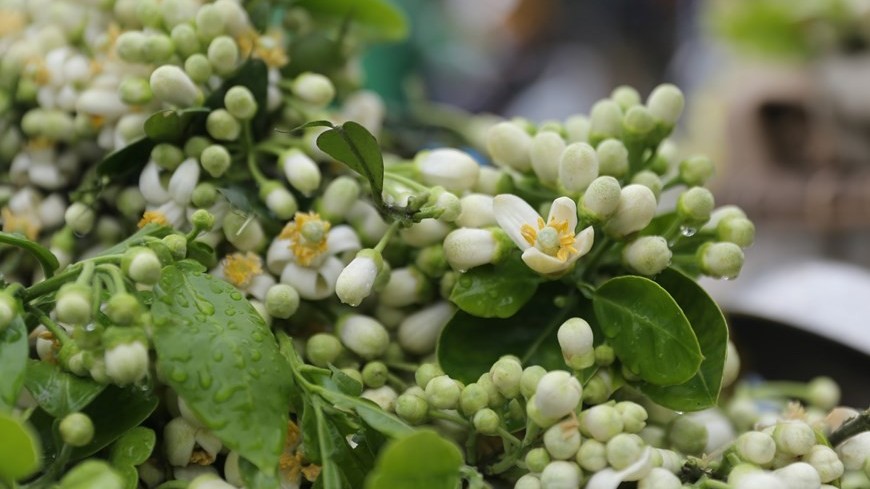 Aroma of pomelo flowers spreading around Hanoi streets