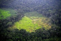 Lượng mưa trên thế giới giảm đáng kể do nạn phá rừng gia tăng