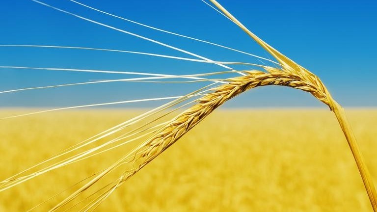 Italy ủng hộ đối thoại hành lang ngũ cốc Biển Đen, cảnh báo giá ngũ cốc sẽ leo thang