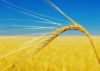 Gia hạn thỏa thuận ngũ cốc: Ukraine nóng lòng, Nga phát tín hiệu không vừa ý, LHQ 'xuất mã'