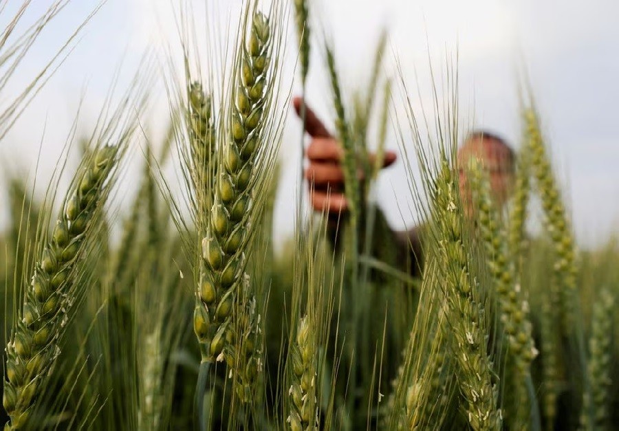 Ai Cập chính thức tuyên bố rút khỏi hiệp định ngũ cốc của Liên hợp quốc. (Nguồn: Reuters)