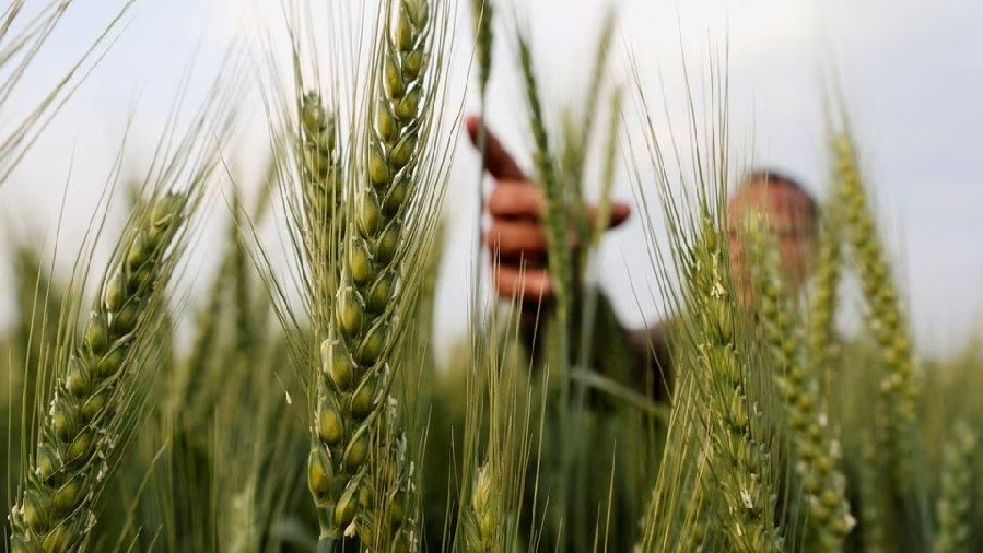 Nga không quá lạc quan về thỏa thuận ngũ cốc sau ngày 18/5, cáo buộc LHQ và Ukraine điều này