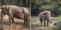 Thái Lan: Chú voi 71 tuổi vẹo cột sống sau 25 phục vụ khách trong ngành du lịch