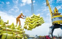 Xuất khẩu ngày 6-10/3: Tin vui cho gạo xuất khẩu; thủy sản Việt 'đắt hàng' tại Quảng Tây (Trung Quốc)