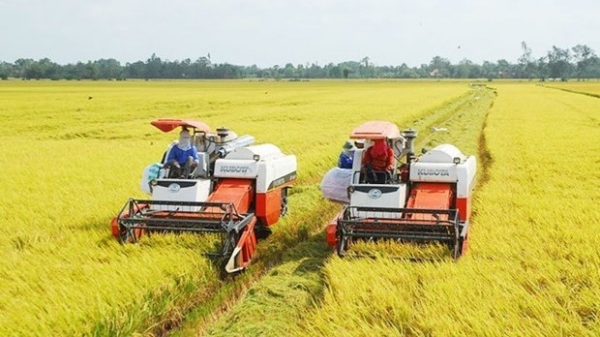 Institute works hard on improving specialty rice varieties