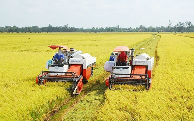 he Cuu Long (Mekong) Delta Rice Research Institute works hard on improving specialty rice varieties. - Illustrative image (Photo: nongnghiep.vn)