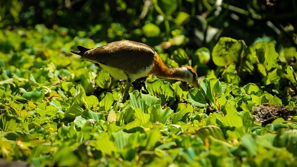 The tourist makers always try to protect the world of wildlife animals