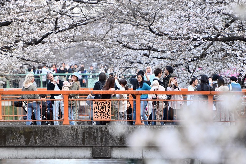 Nhiệt độ ấm lên, hoa anh đào Nhật Bản nở sớm nhất trong 70 năm qua