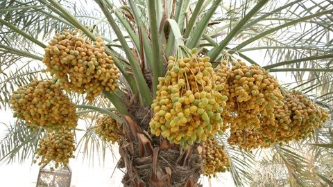 Chà là - công dụng ít biết về loại quả được ưa chuộng trong tháng Ramadan