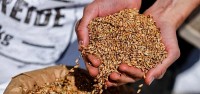 Ukraine dự kiến thu hoạch được 45 triệu tấn ngũ cốc và các loại đậu