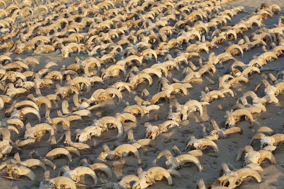 Ai Cập: Phát hiện hơn 2.000 xác ướp đầu cừu đực và một số động vật tại khu vực đền thờ