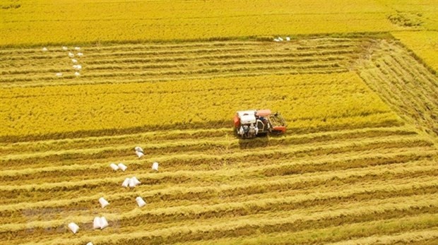 Vietnamese rice industry to enjoy favourable factors in 2023: Experts