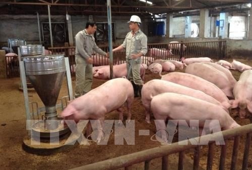 Project helps improve pork safety in Vietnam