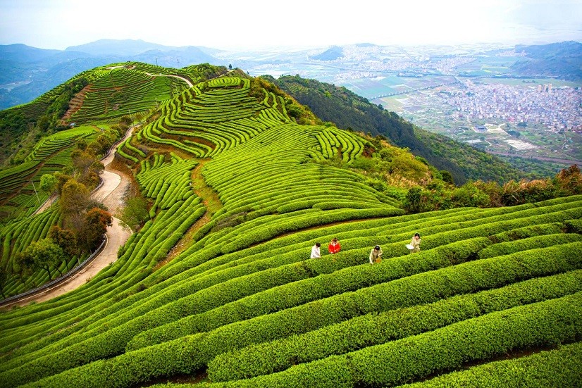 Khách du lịch trải nghiệm dịch vụ hái lá trà tại một vườn trà ở Phúc Châu, Trung Quốc, ngày 28/3. (Nguồn: Getty)