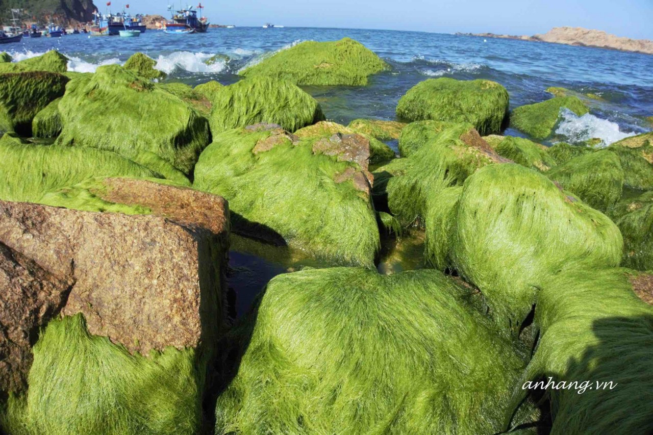 Khung cảnh xanh mướt tại bãi đá rêu biển Nhơn Hải, điểm check-in nổi tiếng ở Quy Nhơn