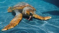 Vùng nước biển ấm làm giảm nguy cơ tuyệt chủng của loài rùa mai cứng quý hiếm