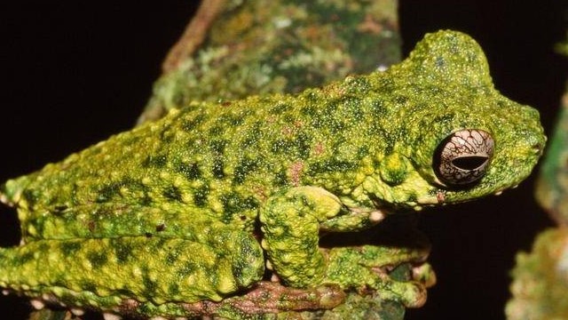 Các nhà nghiên cứu Australia phát hiện và đặt tên loài ếch cây mới