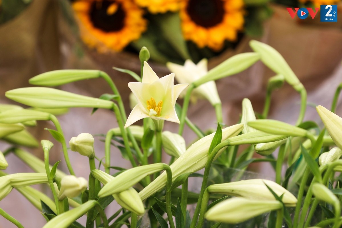 Not as colourful or strongly fragrant as many other flowers, the simply white colour of Easter lily gives this flower its special pure beauty. (Photo: VOV)